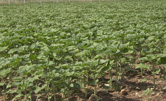 Son yağışlar çiftçinin umudu oldu: Trakya’da ayçiçeğin gelişimi hız kazandı
