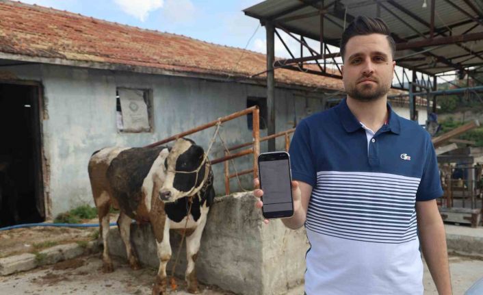 Sosyal medyada gördüğü kurbanlık danaları almak isterken 200 bin TL dolandırıldı