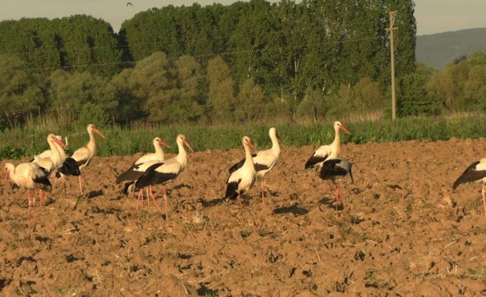 Tavşanlı’da ikinci kez leyleklerin göçü, ilçe sakinlerine sürpriz yaşattı