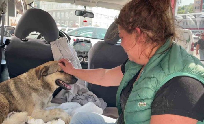 Tedavi için kliniğe getirdiği köpeği ölünce, yaralı sokak köpeğini gözyaşlarıyla sahiplendi