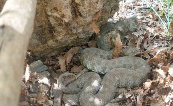 Tek ısırığı bir insanı öldürmeye yetiyor: Tunceli’de koca engerek yılanı görüntülendi