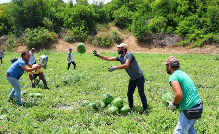 Tescilli Adana karpuzunda hasat başladı: Kilogramı 20-24 lira