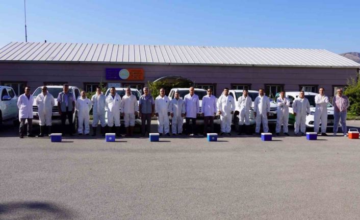 Tokat’ta 253 bin büyükbaş hayvan aşılandı