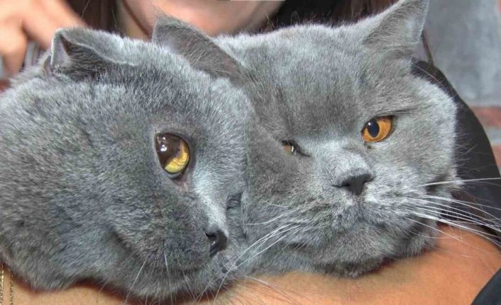 Travmatik geçmişleri olan kediler sosyalleşiyor