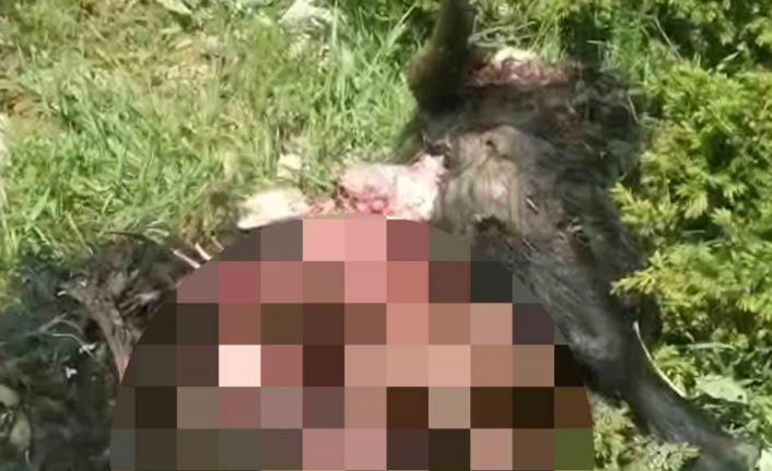 Tunceli’de ayı dehşeti: Bir kişi yaralandı, 31 küçükbaş hayvan telef oldu