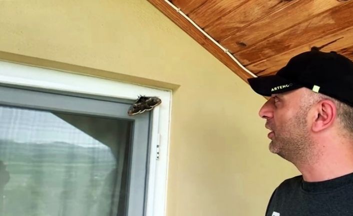 Ünlü ressam Vincent Van Gogh’un ilham kaynağı Sakarya’da görüldü