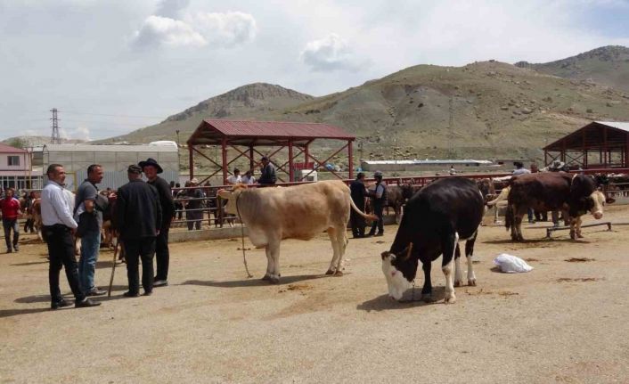 Van’da kurbanlıklar görücüye çıktı