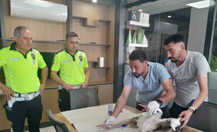 Yaralı leyleğe polisten şefkat eli