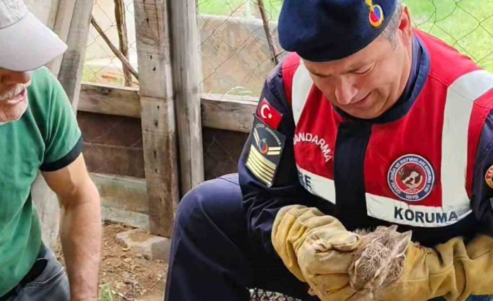 Yavru yaban tavşanına jandarmadan yardım eli