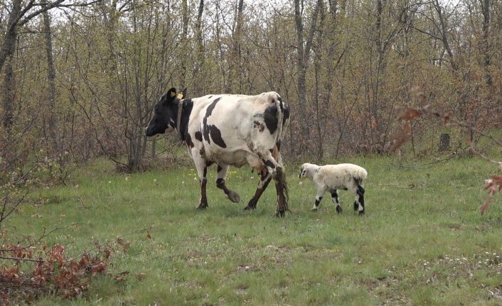 Yavrusu ölen inek, annesiz kalan kuzuyu sahiplendi