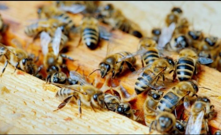 Yığılca Türkiye’ye katkı sağlıyor