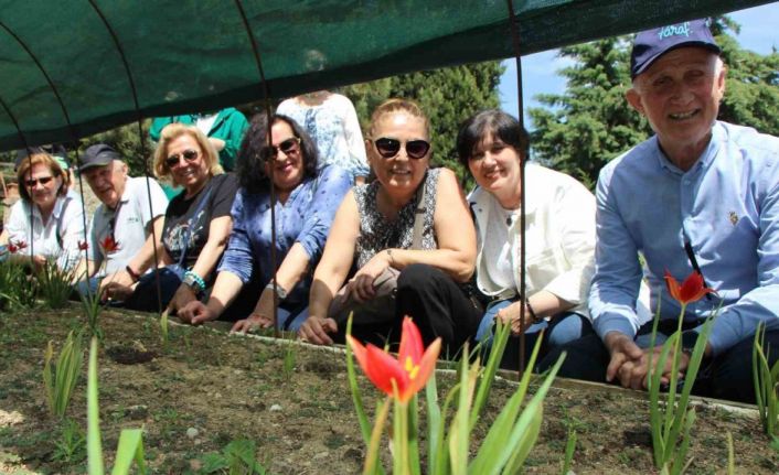 Yitik Türk lalesi sadece 2 hafta çiçek açıyor