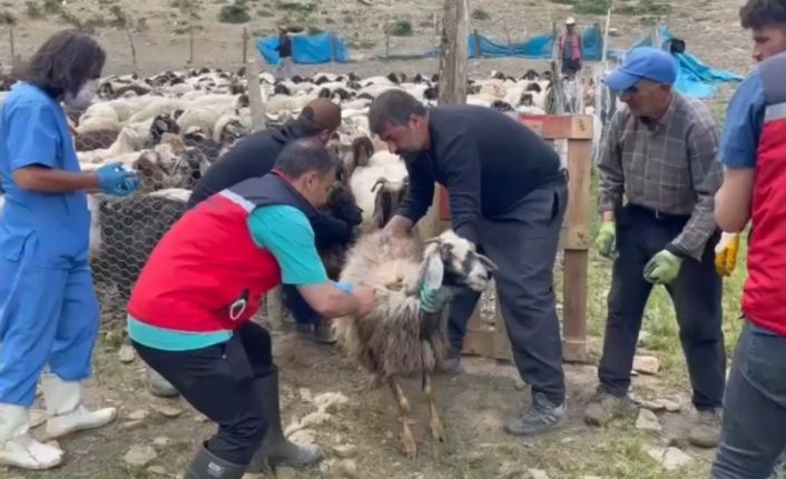 Yüksekova’da şap hastalığına karşı aşılama çalışması devam ediyor