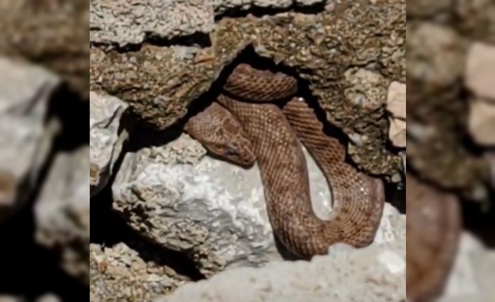 Yürüyüş yolundaki yılan esnafı korkuttu