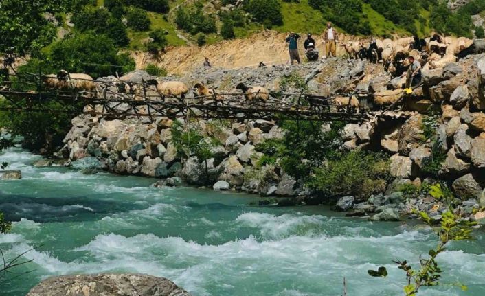 Zorlu coğrafyada hayat mücadelesi: Avaşin Deresi’ndeki asma köprüden geçen koyun sürüsü görenleri hayran bıraktı
