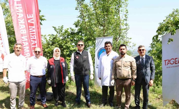 20 bin Samurai arısı salındı