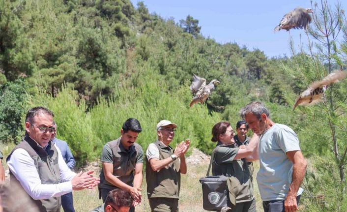 300 kınalı keklik doğaya salındı
