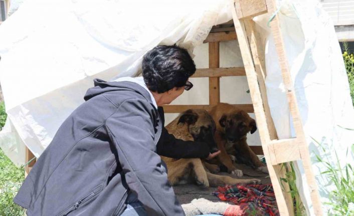 30 yıldır sokak hayvanlarını besliyor