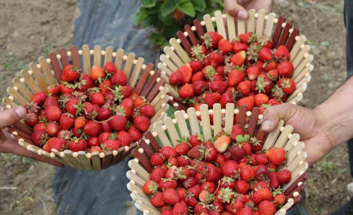 Ağrı tarımında yeni nefes: Çilek yetiştiriciliği büyüyor