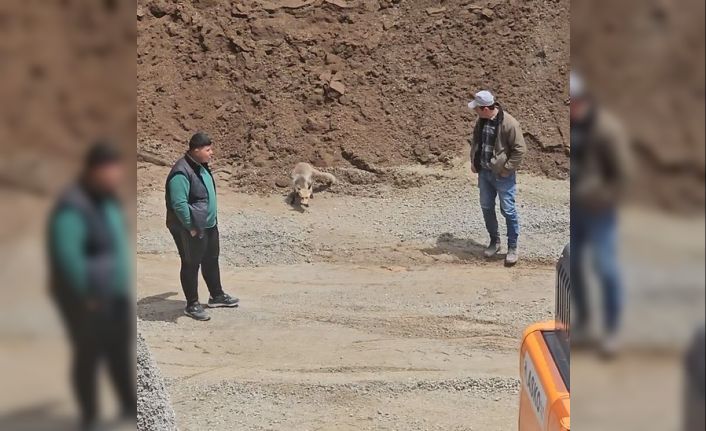 Ahlat’ta tilki, pomza ocağının müdavimi oldu: Her gün işçilerin sofrasına konuk oluyor