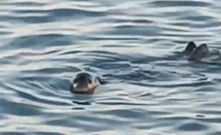 Akdeniz foku kıyıya yakın noktada kendini gösterdi