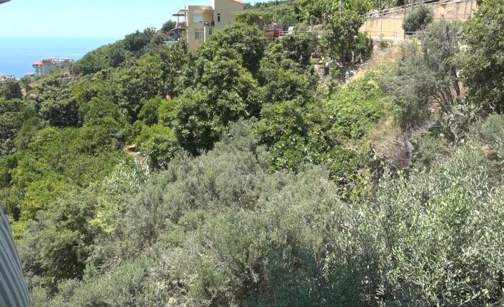 Alanya’da apartmana giren yılana kafa tutan sokak kedisi evin bekçisi oldu