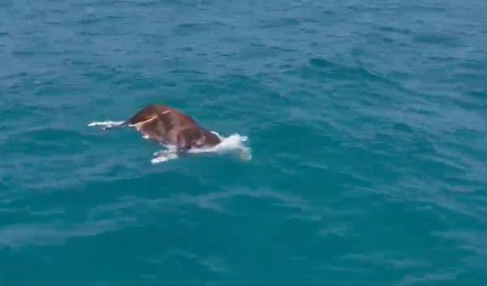 Alanya’da denizde ölü inek bulundu