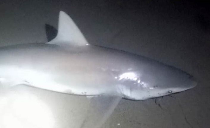 Amatör oltacı kıyıdan 2 köpek balığı yakaladı: Heyecanlı anlar kamerada