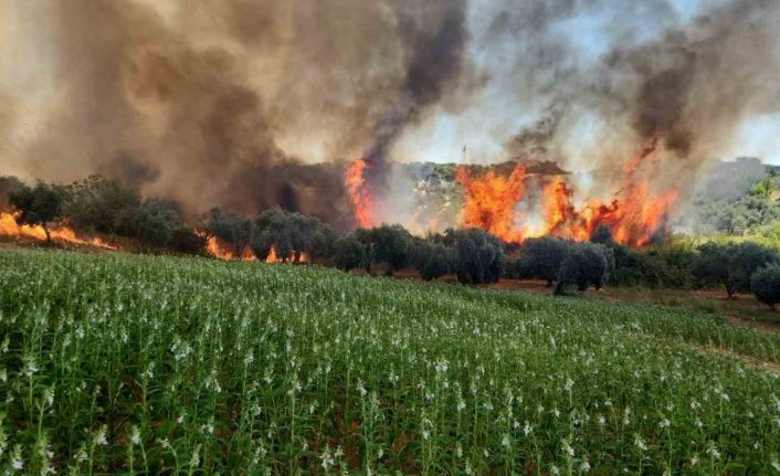 Antalya’da ormanlık ve kırsal alanda çıkan yangın kontrol altına alındı