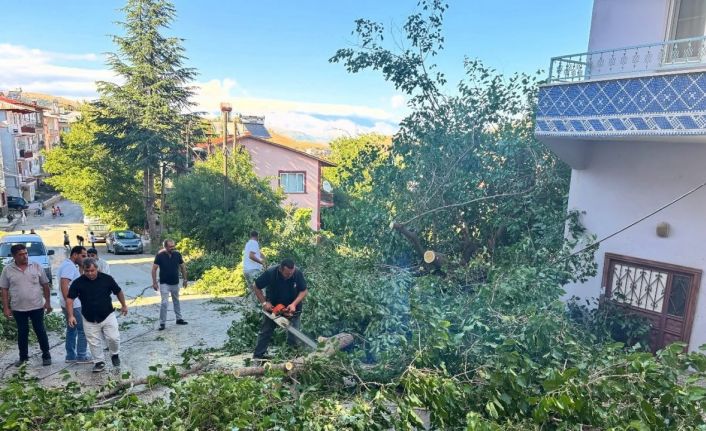 Arapgir’de fırtına ağaçları devirdi