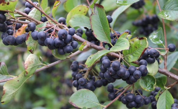 Aronya’nın kan şekerini dengelediği belirlendi