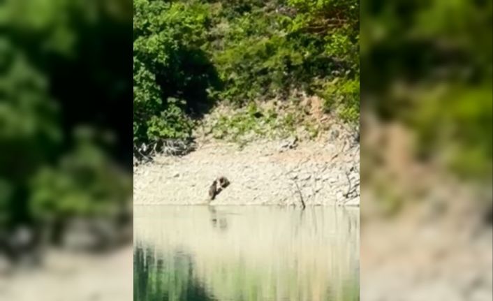 Artvin’de iki ayı önce serinledi, sonra nehir kıyısında kavga etti