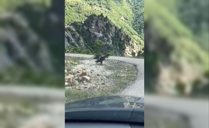 Artvin’de kartal yılan avlarken görüntülendi