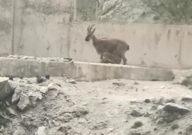 Artvin’de yol ortasında yavrularını emziren dağ keçisi cep telefonu kameralarına yakalandı