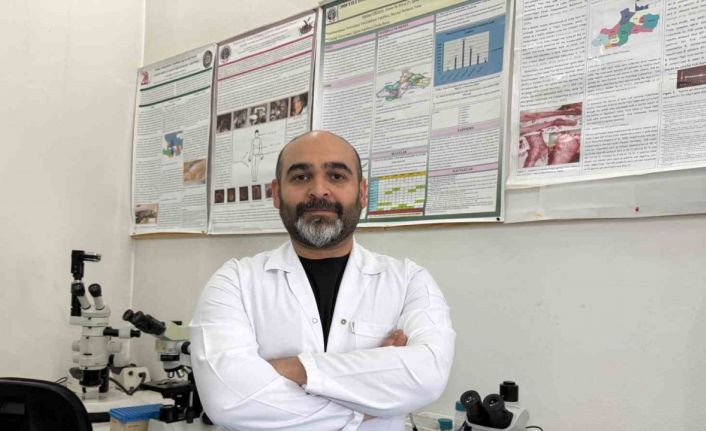 Asya kökenli kene için hastalık bulaştırma riski şimdilik yok, patojen taraması yapılacak