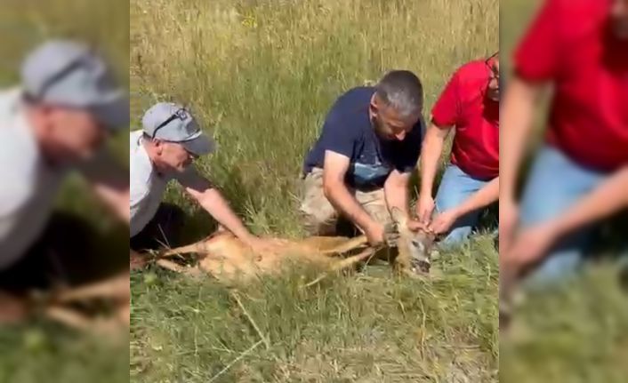 Ayağı kırık karacaya şefkat