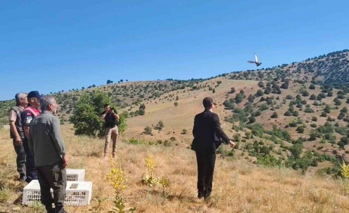 Aydıncık’ta 225 adet keklik doğaya salındı
