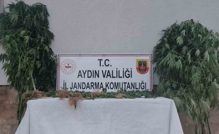 Aydın’da 28 kök kenevir ele geçirildi