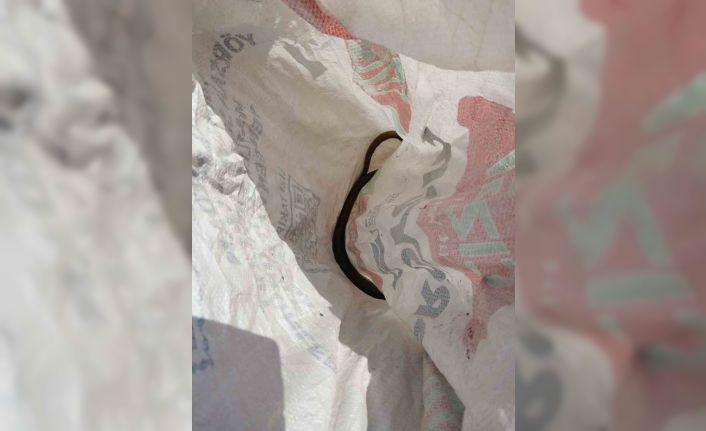 Aydın’da itfaiye ekiplerinden yılan operasyonu