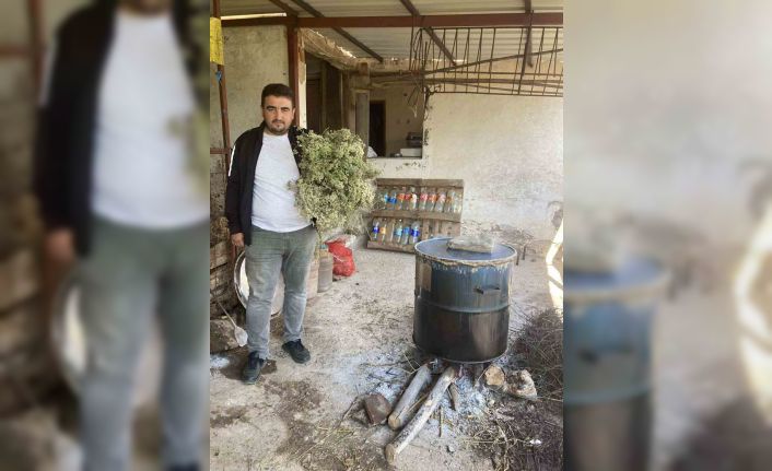 Aydın’da kekikler şifa için kaynatılmaya başlandı