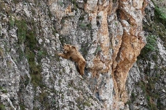 Ayının performansı dağcılara parmak ısırttı