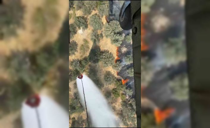 Ayvalık’ta zeytinlik alanda yangın