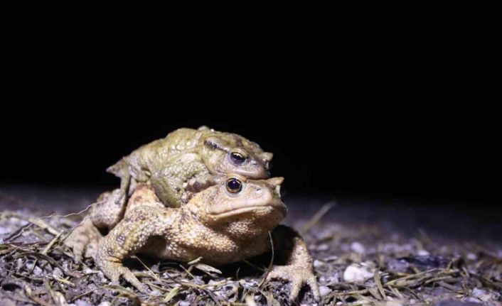 Bacağı 43 dolar kendisi 15 dolar