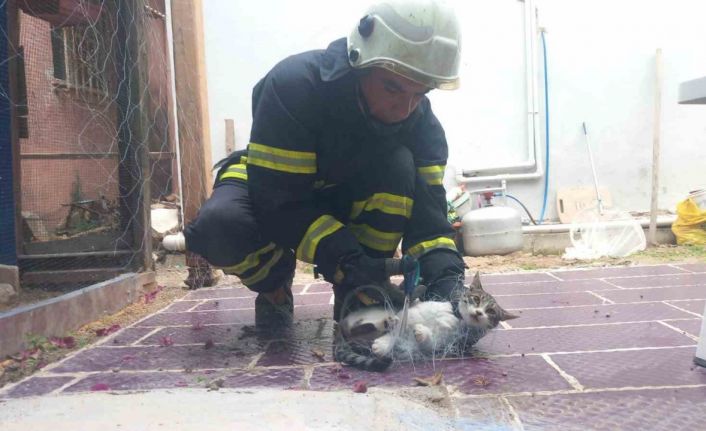 Balık ağına takılan kediyi itfaiye kurtardı