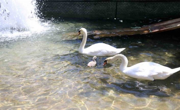 Başkent’in simgesi Kuğulu Park’tan sevindirici haber: 15 yıl sonra ilk kez beyaz kuğu doğdu