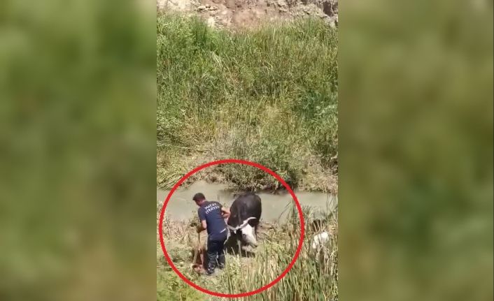 Bataklığa saplanan 3 büyükbaşı itfaiye kurtardı