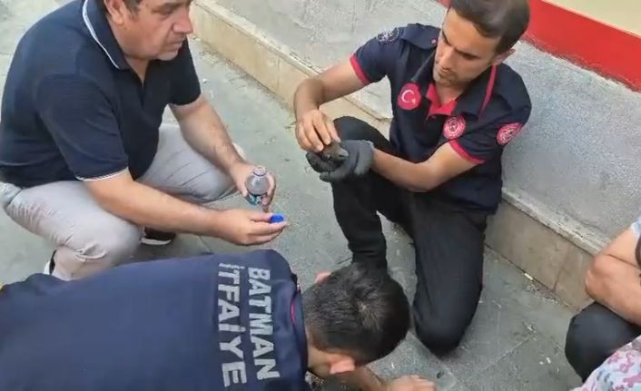 Batman’da ebabil kuşları için seferberlik