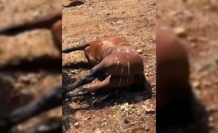 Batman’da öldürülen 7 yılkı atı için 3 şüphelinin ifadesi alındı