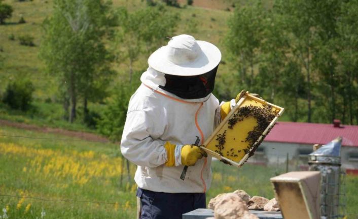 Bayburt’un bin 850 rakımlı yaylasında doğal bal üretiliyor: Bu sene yüksek rekolte yüz güldürecek