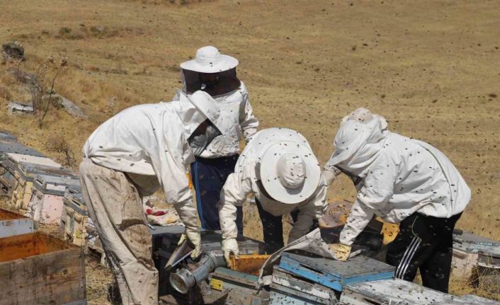 Bayburt’un yaylalarında ve köylerinde arıcılık yapan üreticiler, bal hasadı yapmak için gün sayıyor